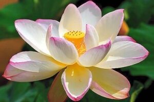 медитация на нисхождение Света 8