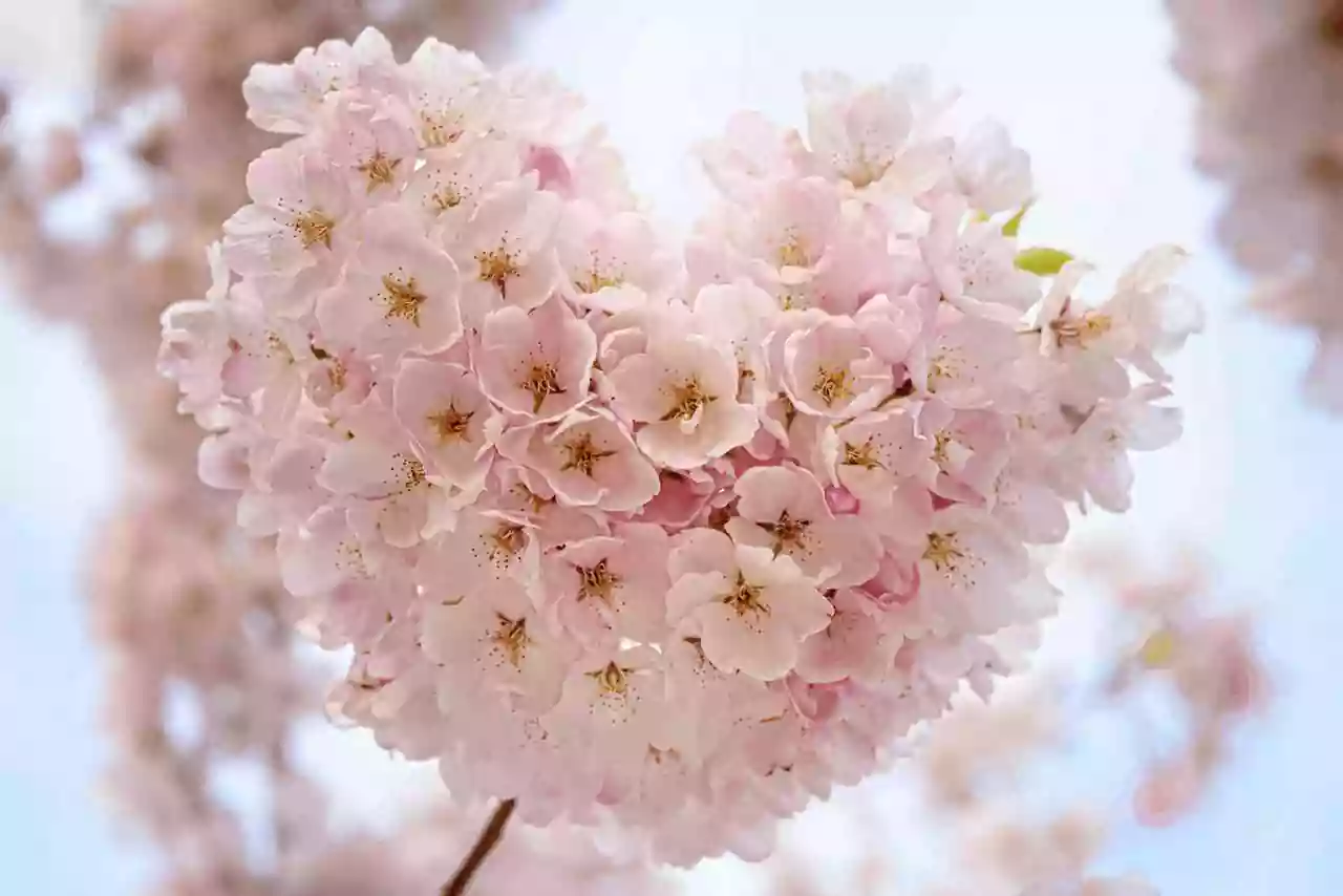 Передача высших свойств с уровня духовного сердца