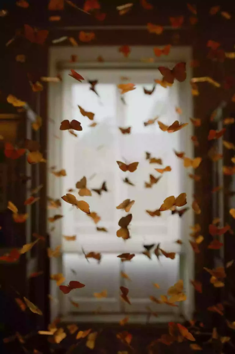 Янтра и янтровидение